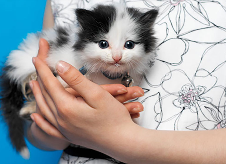 pet_11 pet_11