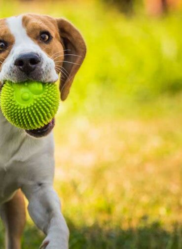 hond-met-bal-spelen